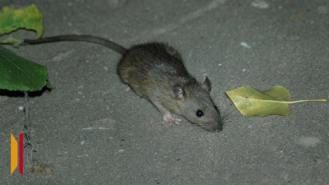 В Воронеже напротив ТРЦ «Галерея Чижова» заметили крыс