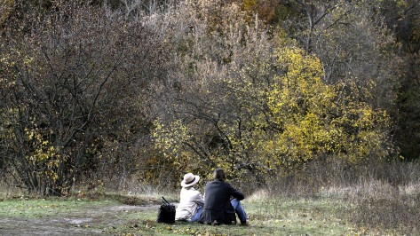 Контроль за деревьями Воронежа предложили передать комиссии из ученых и общественников