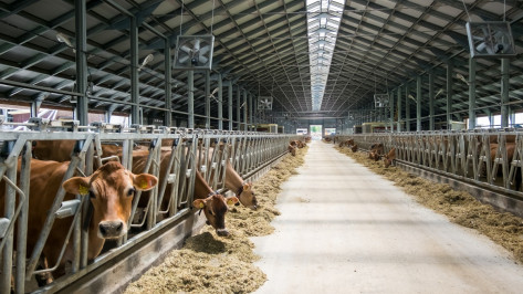 «Молвест» возобновит строительство молочной фермы в Верхнемамонском районе