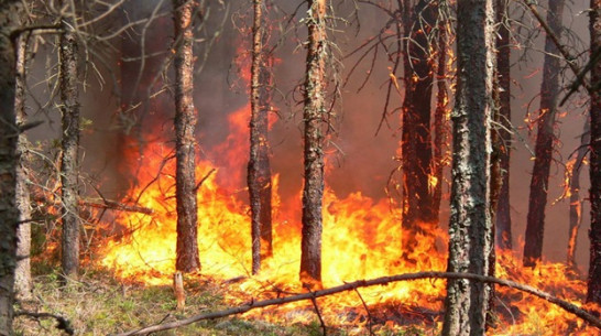  В Ольховатском районе любители шашлыков едва не спалили лес