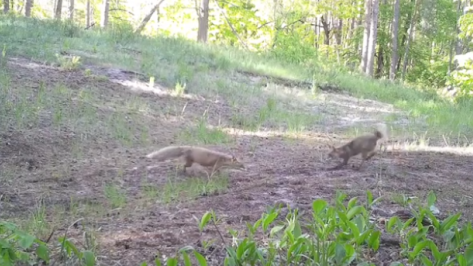 Лисьи догонялки в Воронежском заповеднике попали на видео