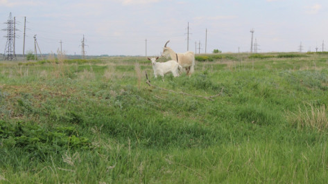 В хозяйстве в Воронежской области зафиксировали вспышку бруцеллеза