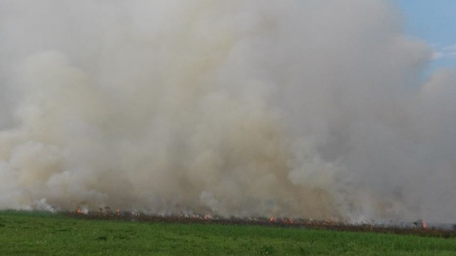 В Острогожском районе сгорело 500 кв. м камыша