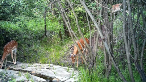 В Воронежской области оборудуют комплекс «Оленья балка»