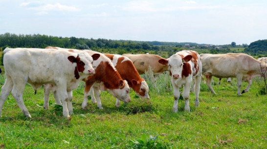 Воронежская область получит 678 млн рублей на реализацию 6 сельхозпроектов