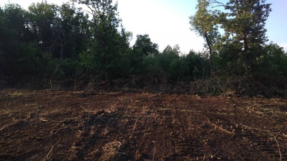 Прокуратура проверит законность вырубки леса на объекте культурного наследия под Воронежем