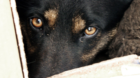 В Воронеже во дворе многоэтажки отравленные догхантерами собаки бились в конвульсиях на глазах детей и беременной женщины