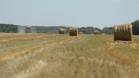 Воронежские аграрии получили около 6 млрд рублей господдержки в 2017 году