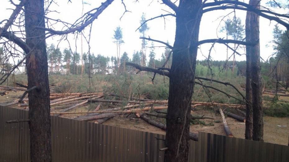 В Воронеже полиция возбудила уголовное дело за вырубку леса в микрорайоне Подгорное
