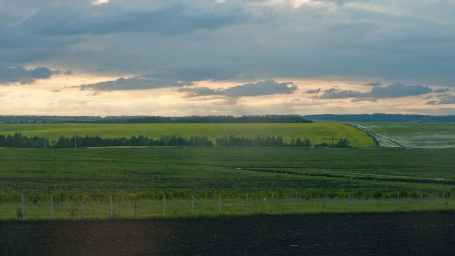 Воронежские аграрии получат более 188 млн рублей на страхование растений 