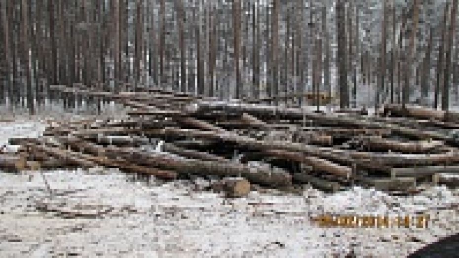 В Воронеже лесники начали очищать лесополосы вдоль трасс