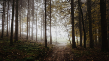 В Воронежской области нашли пенсионерку из пансионата, которая ушла за грибами и потерялась