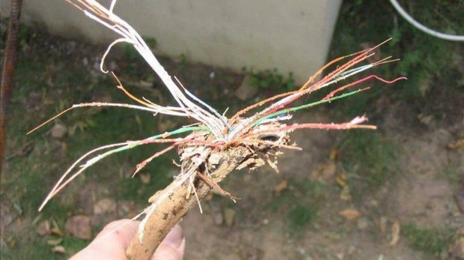 В Нижнедевицком районе током убило быка