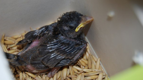 Сотрудники зоопарка просят не подбирать «выпавших» птенцов