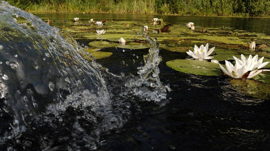 Экологи пригласили воронежцев на конкурс фотографий «водных сокровищ»