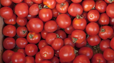 Цены на свежие помидоры взлетели в Воронежской области