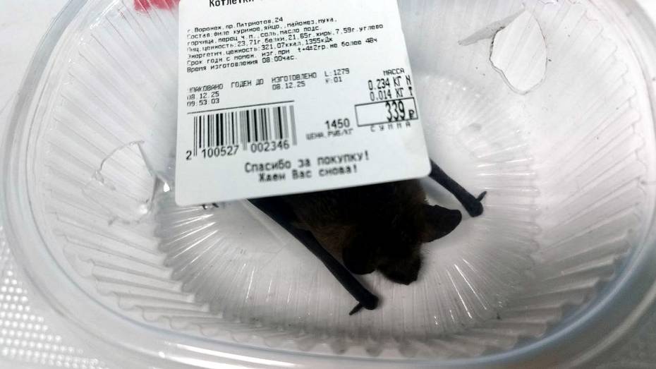 В Воронежской области летучей мыши вызвали такси