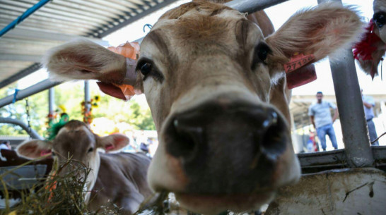 Воронежская область получит 2,4 млрд рублей на возмещение затрат по инвесткредитам в АПК