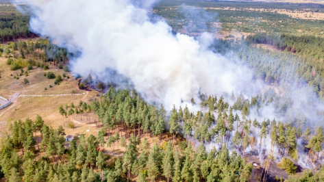 Ландшафтный пожар уничтожил 5 га лесной подстилки в воронежском райцентре