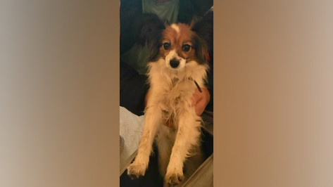 Сбежавшую из поезда в Воронежской области собаку Шуру нашли