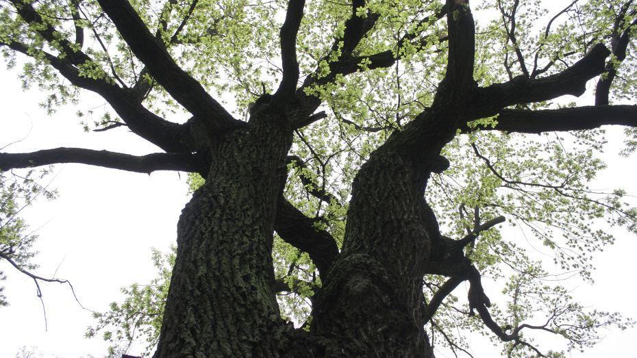 Воронежцам предложили помочь 300-летнему дубу стать российским деревом года