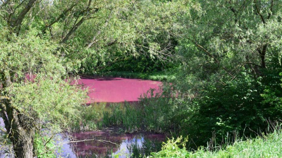 Вода в пруду Грибановского района Воронежской области стала розовой