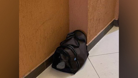 Воронежец бросил кота замерзать у подъезда многоэтажки на улице Артамонова