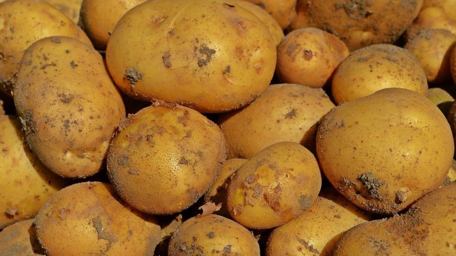 Воронежская область возглавила рейтинг производителей картофеля в России в 2016 году