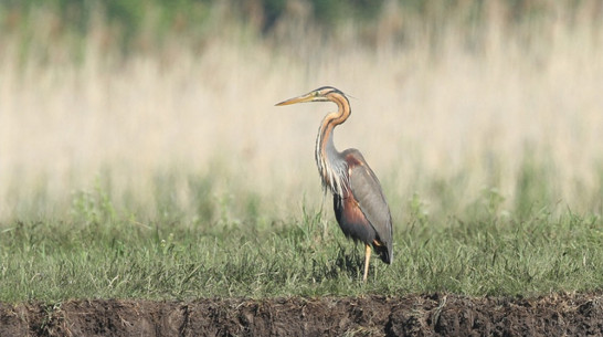 В Воронежском биосферном заповеднике орнитологи пересчитали редких птиц