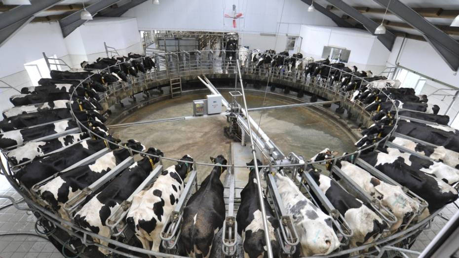 Воронежские скотоводы получат 21 млн рублей по кредитам на развитие молочной отрасли
