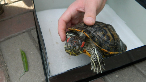 В Воронеже в озере на Минской нашли около 15 брошенных черепах