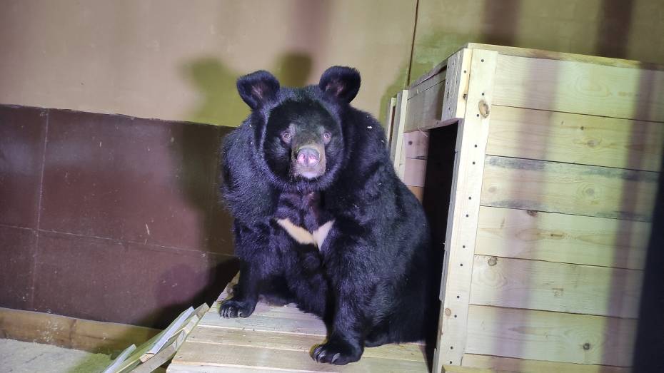 В Воронежском зоопарке появилась гималайская медведица Пуша