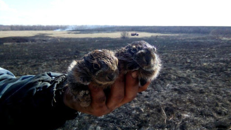 При ландшафтном пожаре в Воронежской области спасли зайчат