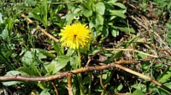 До конца недели в Воронеже будет тепло