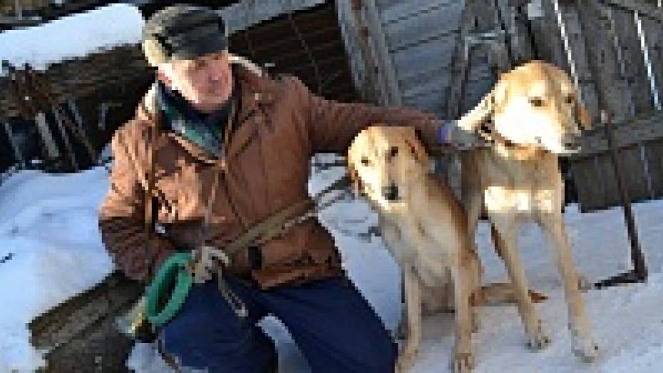 Грибановские охотники заняли первое место в межрегиональных состязаниях по охоте с русскими гончими
