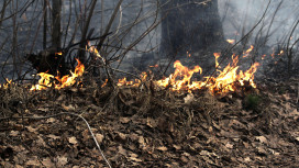 Почти вся Воронежская область попала в зону чрезвычайных рисков пожаров