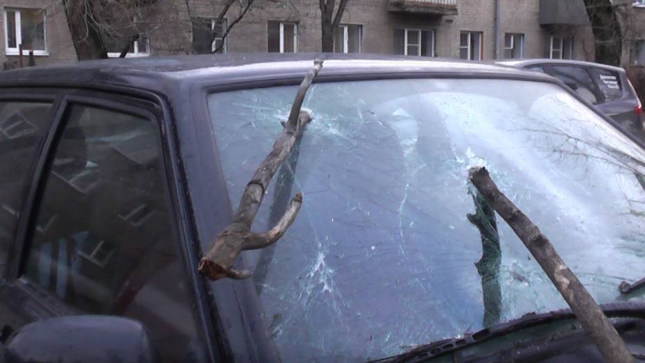 В Воронеже упавшие ветки дерева пробили лобовое стекло «ВАЗа»