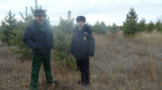 В Верхнемамонском районе стартовала природоохранная акция «Новогодняя елка»