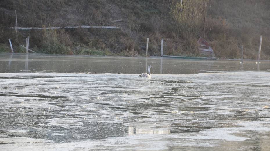 В пригороде Павловска на замерзающей реке рыбаки заметили лебедя