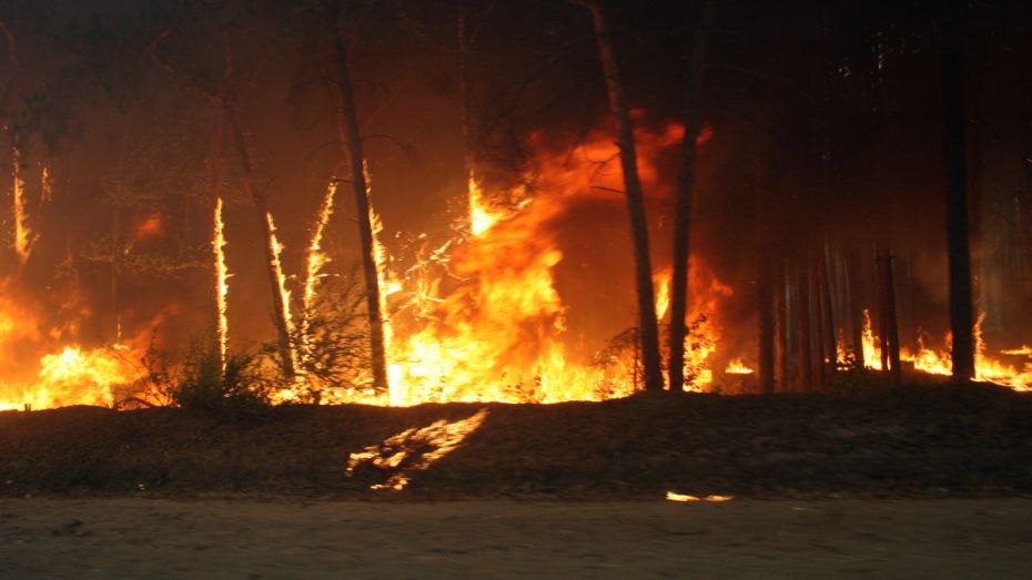 В Воронежской области из-за пала травы за сутки произошло 138 ландшафтных пожаров