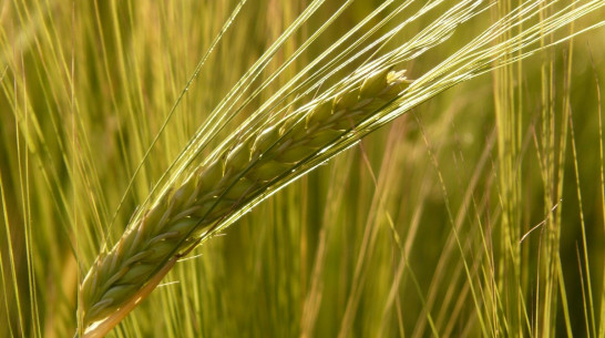 Скачок спроса на воронежский ячмень фиксируют за рубежом