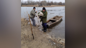 В Воронежской области спасли лебедя, который не улетел на юг
