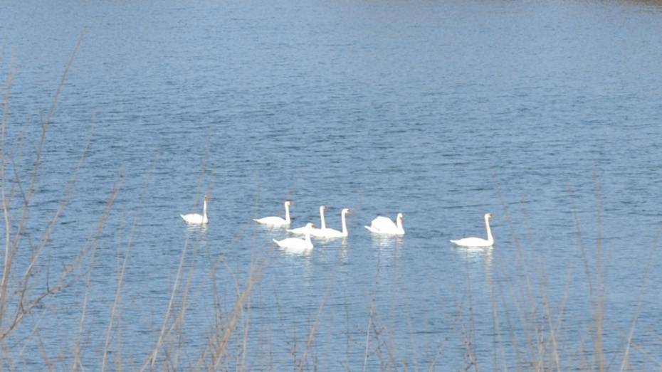 Лебеди поселились на водоеме в поселке Хохольский впервые за много лет