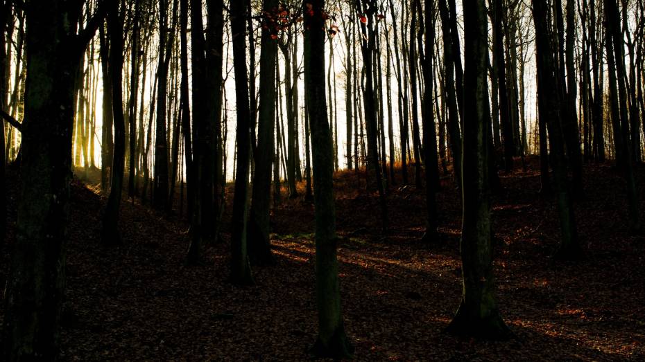 В Воронежской области за месяц мертвыми нашли 6 человек