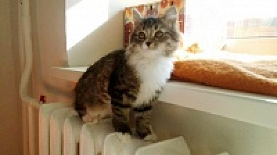 Больше половины воронежских многоэтажек начали отапливаться