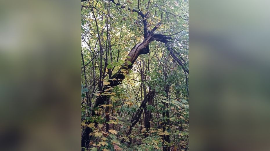 Экологи опровергли сообщение о вырубке здоровых деревьев в Центральном парке Воронежа