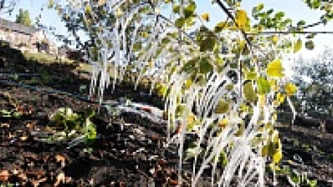 В Кантемировском районе на яблонях выросли 40-сантиметровые сосульки 