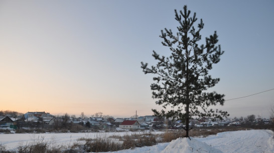Павловские активисты откроют елку у озера 24 декабря