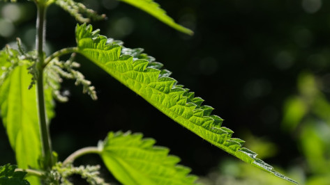 Новгородский Россельхознадзор нашел семена амброзии в воронежской пшенице