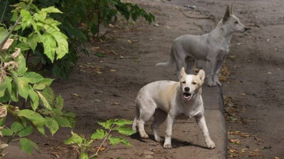 Воронежские власти попросили горожан сообщать об агрессивных бездомных собаках